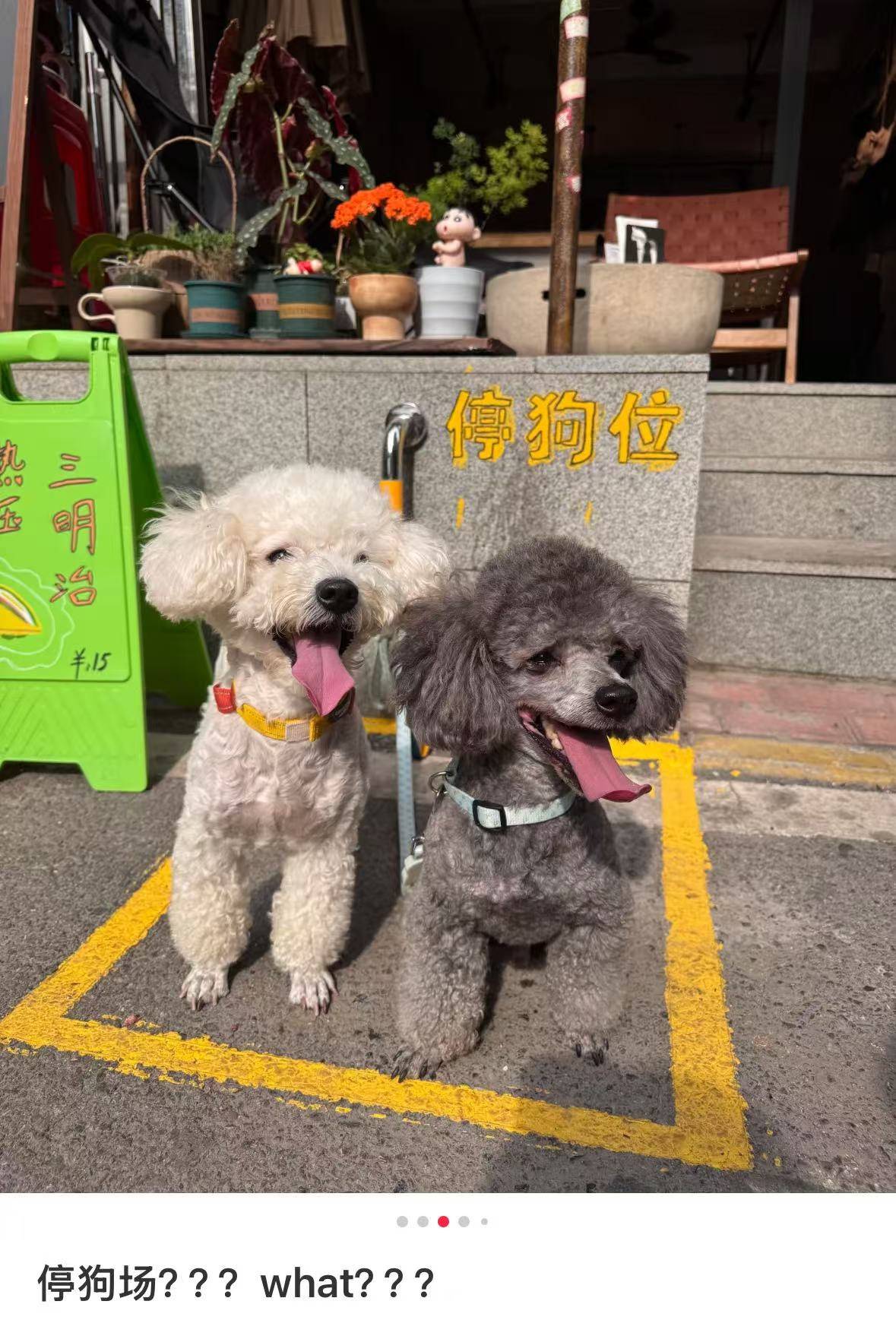皇冠信用网怎么注册
_“先停狗再干饭！”武汉多个商铺现“停狗位”皇冠信用网怎么注册
，商家称为吸引宠主，但有宠主表示担心
